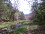 Spring Fever